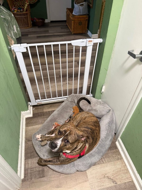 View Luca the Dog Photo #6