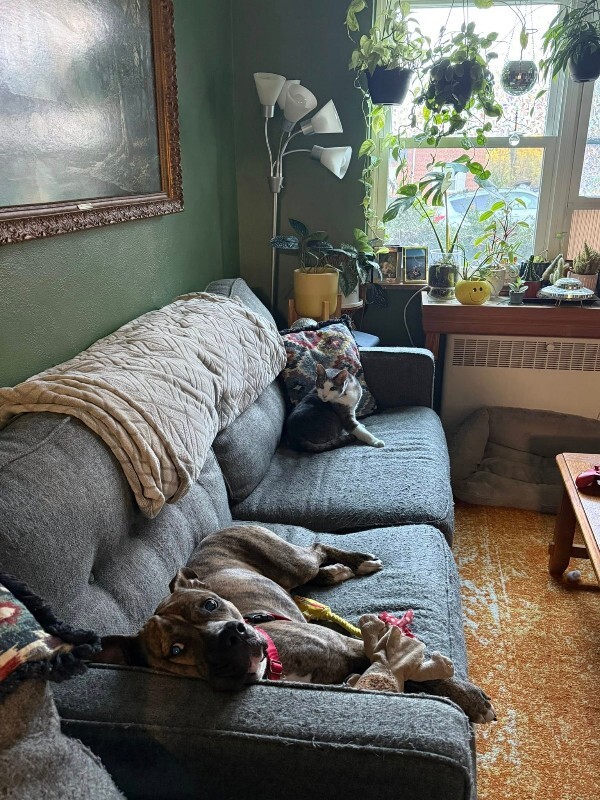 View Luca the Dog Photo #11