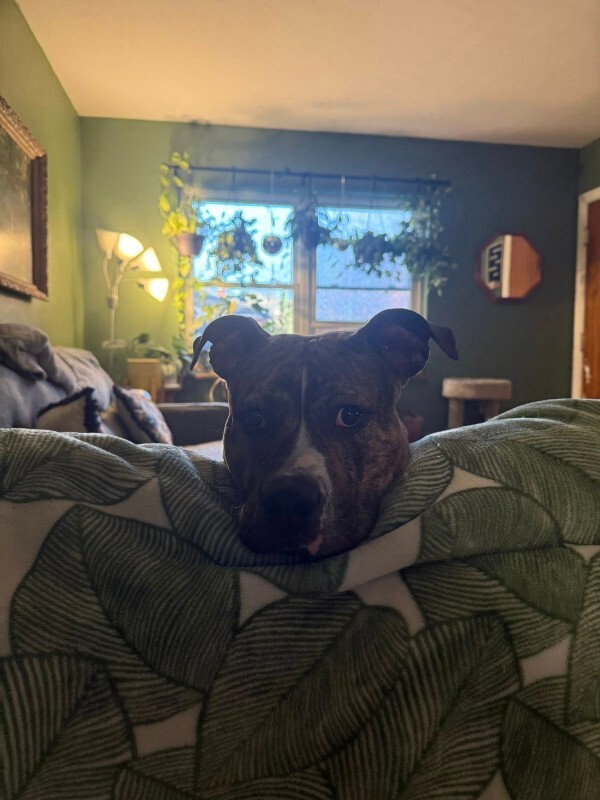 View Luca the Dog Photo #4