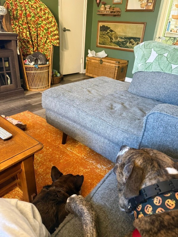 View Luca the Dog Photo #12