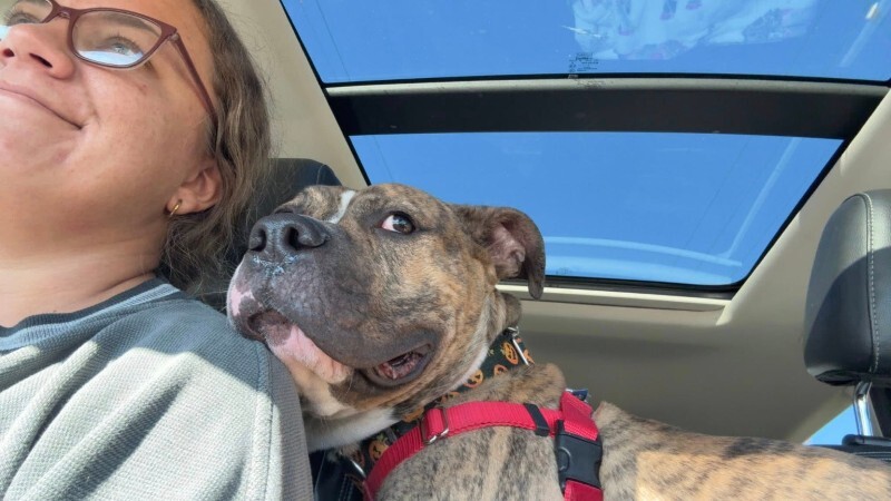 View Luca the Dog Photo #3