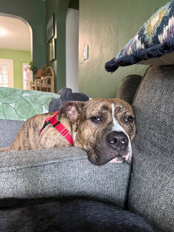 View Luca the Dog Photo #10