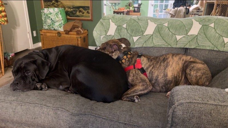 View Luca the Dog Photo #5