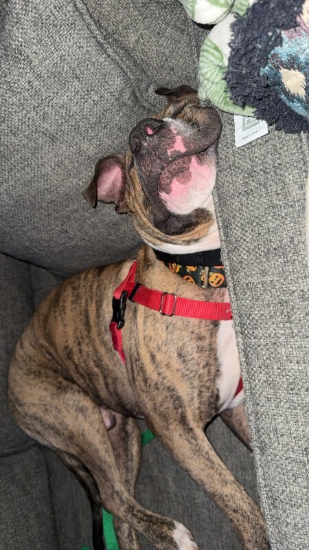 View Luca the Dog Photo #8