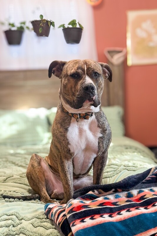 View Luca the Dog Photo #13