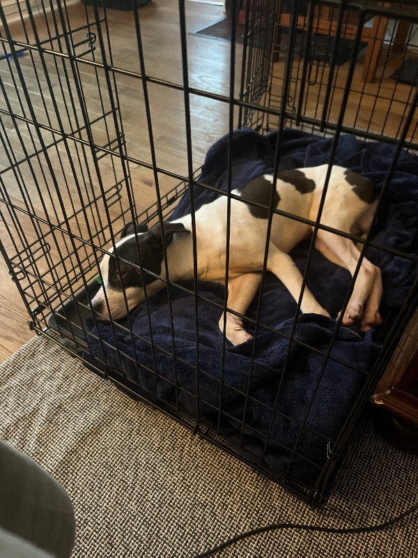 View Petey Pete the Dog Photo #6