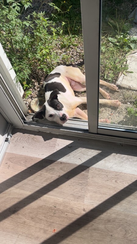 View Petey Pete the Dog Photo #2