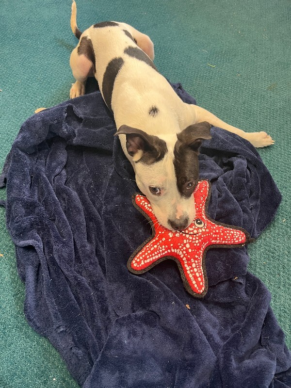 View Petey Pete the Dog Photo #7