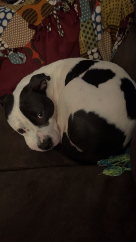 View Petey Pete the Dog Photo #4