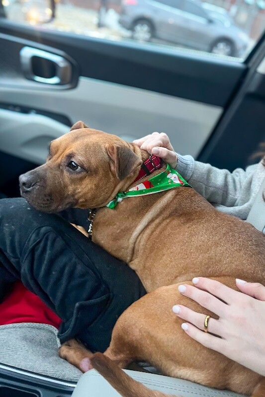 View Easle the Dog Photo #2