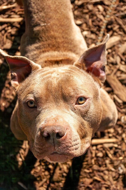 View Niko the Dog Photo #3