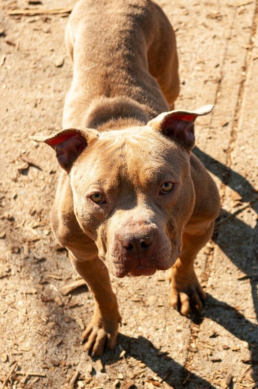 View Niko the Dog Photo #2