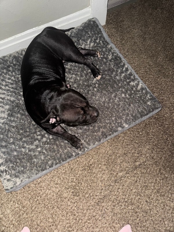 View Fiona the Dog Photo #5