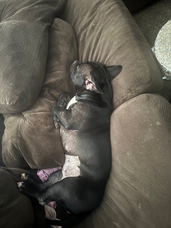 View Fiona the Dog Photo #3