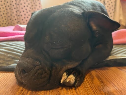 View Fiona the Dog Photo #2