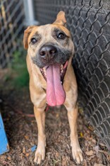 View Baby Jane the Dog Photo #10