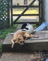 View Baby Jane the Dog Photo #11