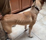 View Baby Jane the Dog Photo #8