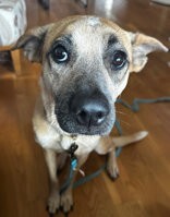 View Baby Jane the Dog Photo #3