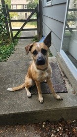 View Baby Jane the Dog Photo #2