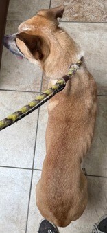 View Baby Jane the Dog Photo #7