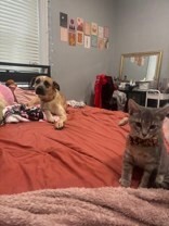 View Baby Jane the Dog Photo #4