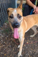 View Baby Jane the Dog Photo #5