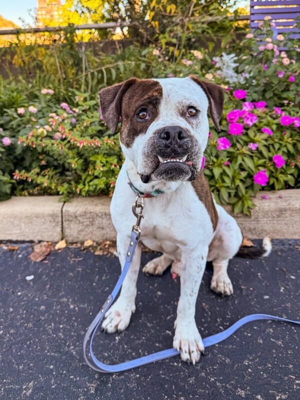 View Recess the Dog Photo #3