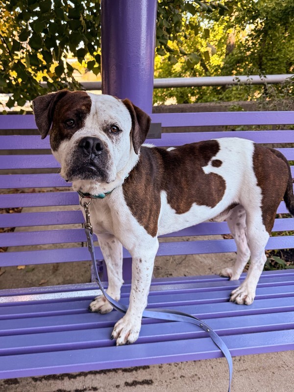 View Recess the Dog Photo #7