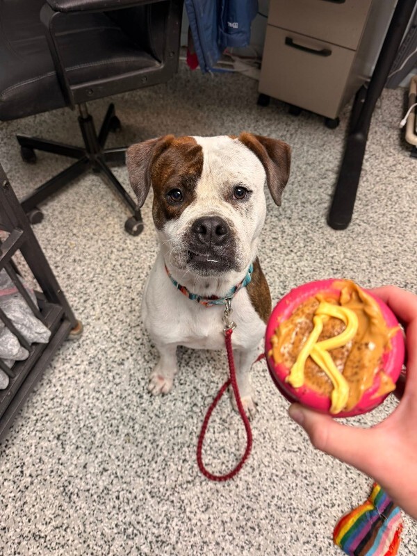 View Recess the Dog Photo #13