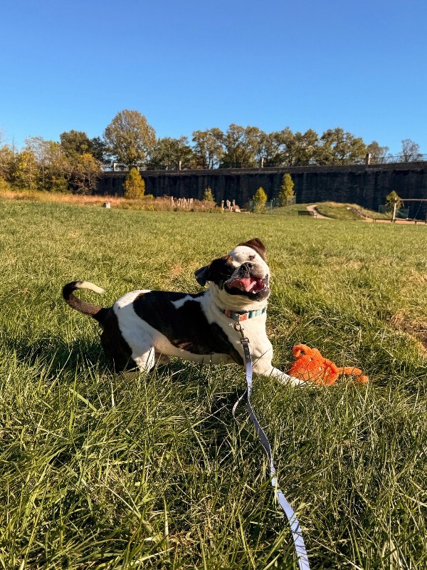 View Recess the Dog Photo #4