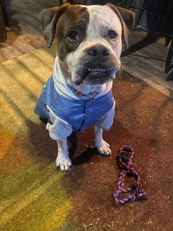 View Recess the Dog Photo #15