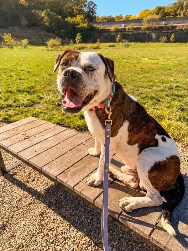 View Recess the Dog Photo #5