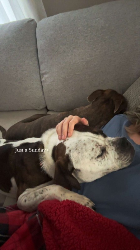 View Recess the Dog Photo #9