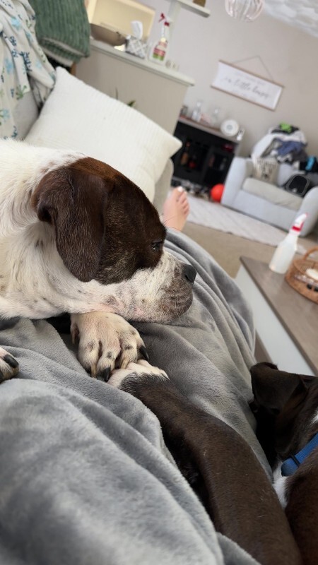 View Recess the Dog Photo #10