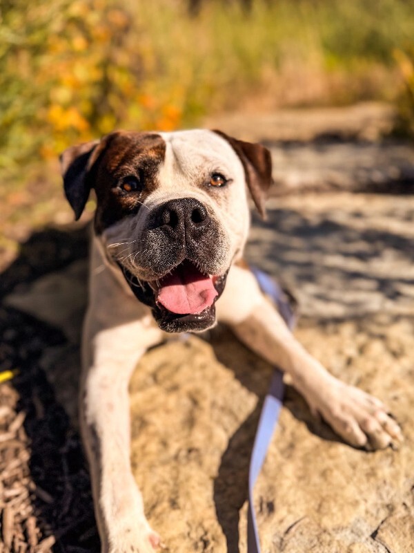 View Recess the Dog Photo #8