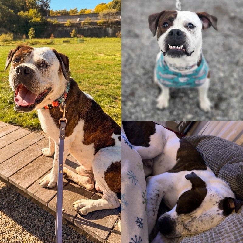 View Recess the Dog Photo #6