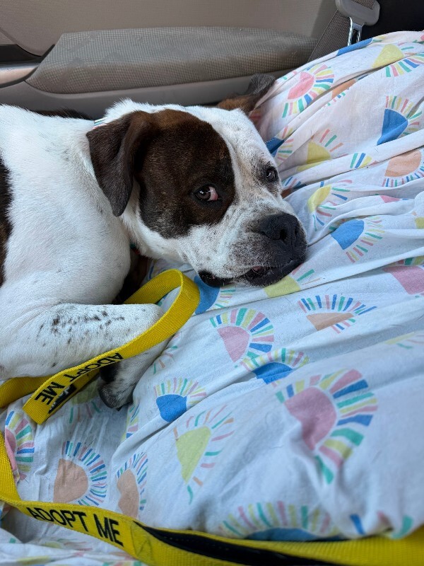 View Recess the Dog Photo #14