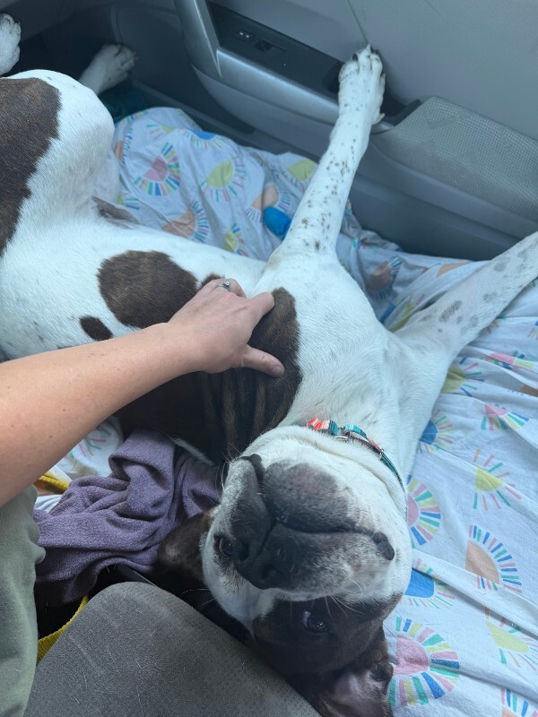 View Recess the Dog Photo #12