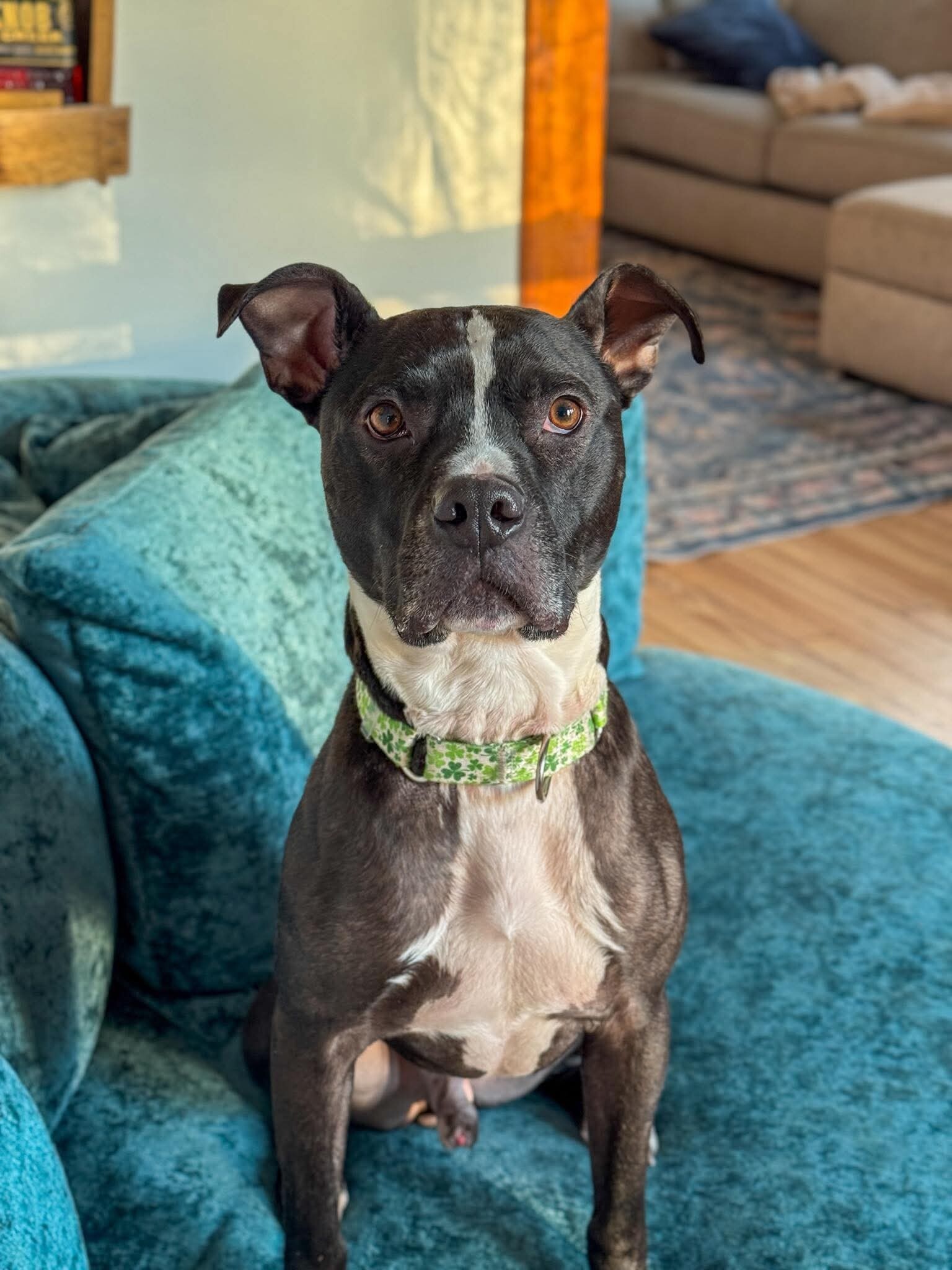 View Skipper the Dog Photo #17