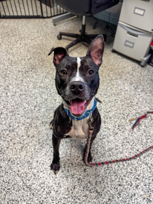 View Skipper the Dog Photo #12