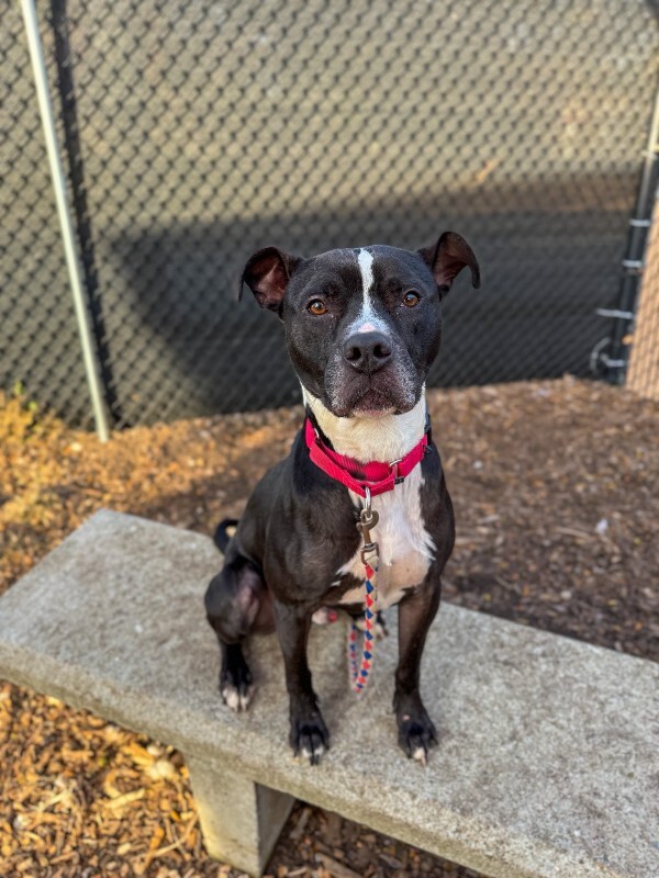 View Skipper the Dog Photo #18