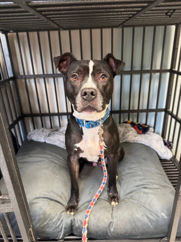 View Skipper the Dog Photo #13