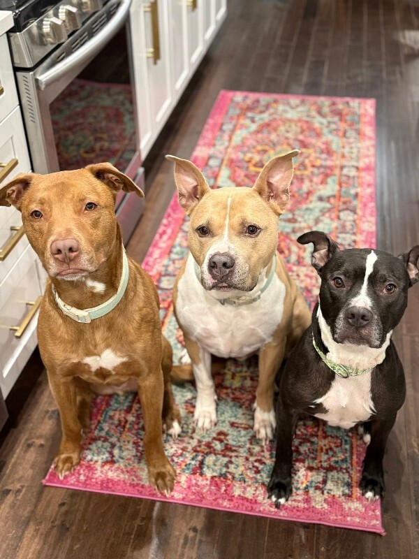 View Skipper the Dog Photo #5