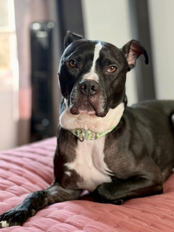 View Skipper the Dog Photo #18