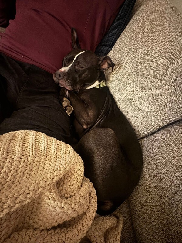 View Skipper the Dog Photo #3