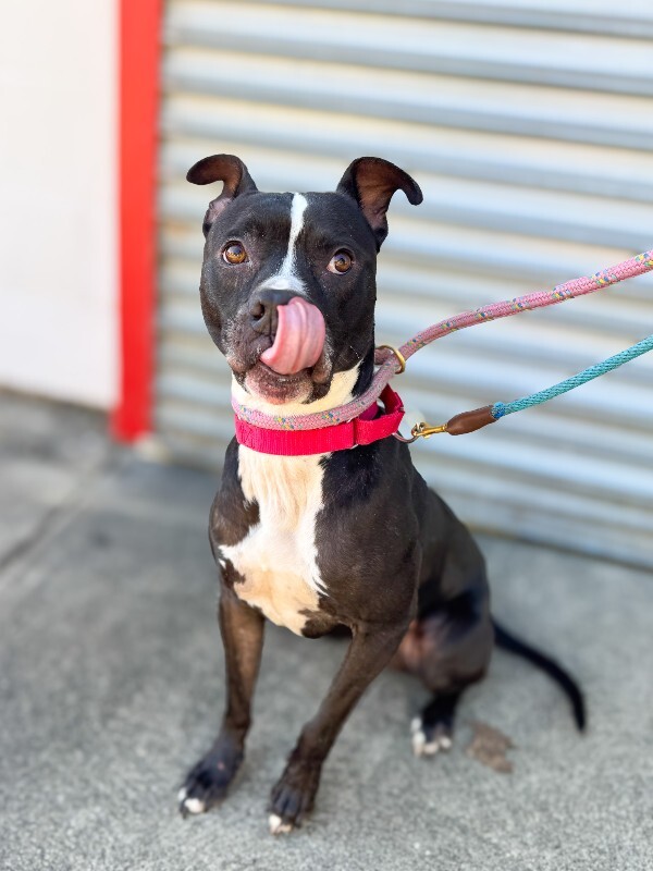 View Skipper the Dog Photo #15