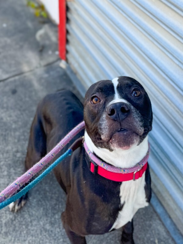 View Skipper the Dog Photo #16