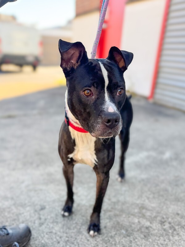 View Skipper the Dog Photo #17