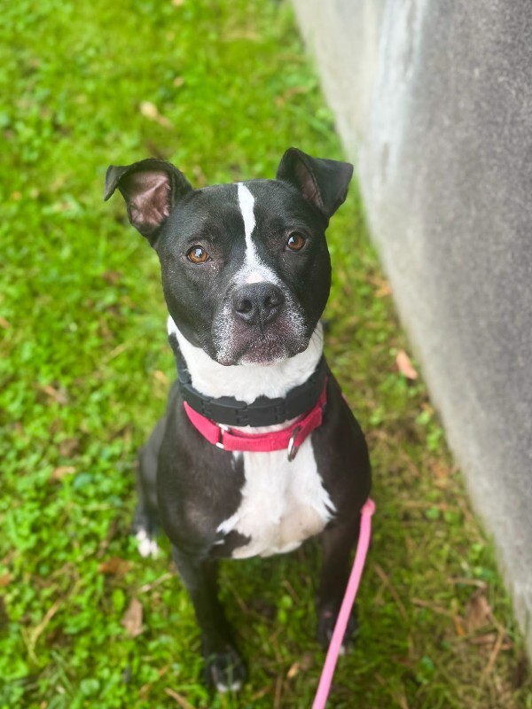 View Skipper the Dog Photo #14